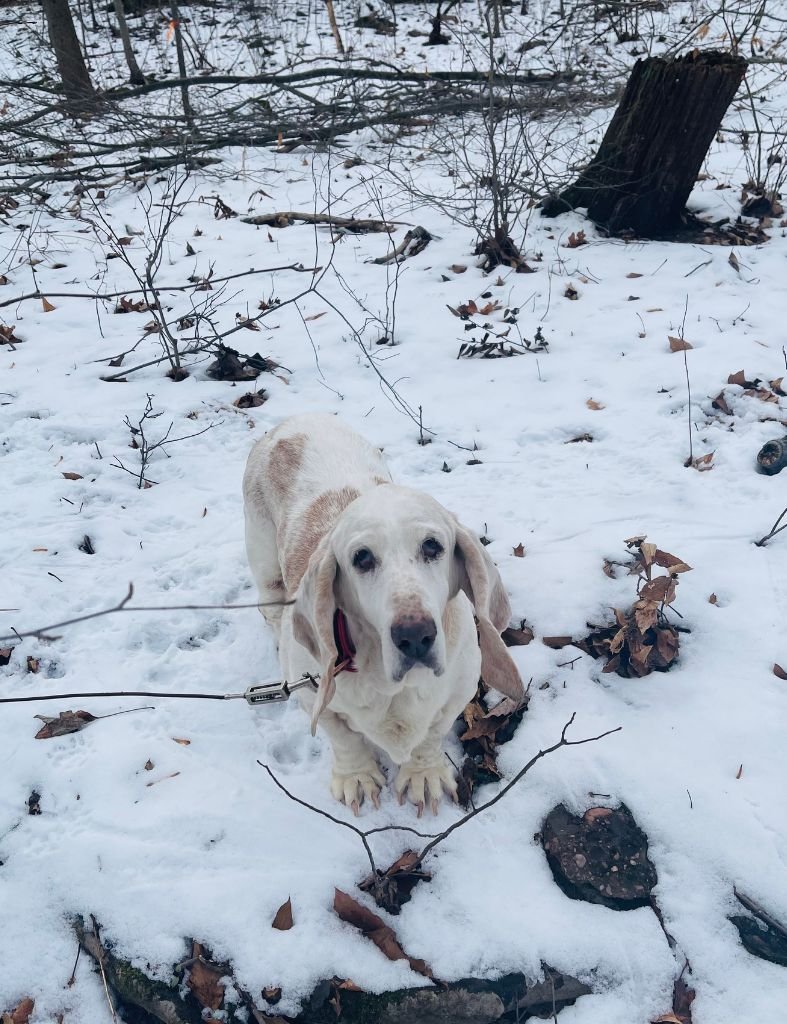 An Open Letter to Our Sadie Bear